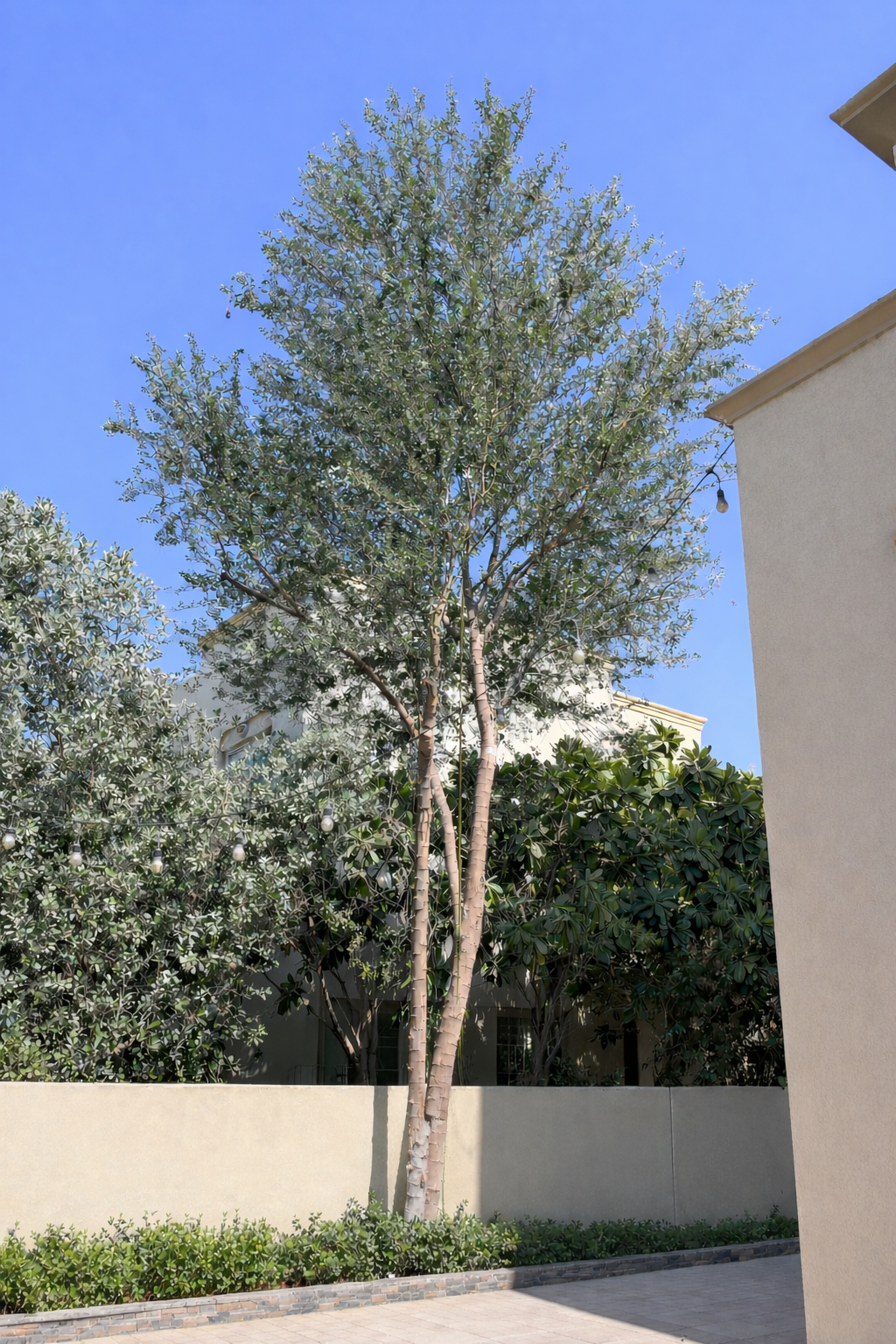 Crown clean, Dubai villa — after