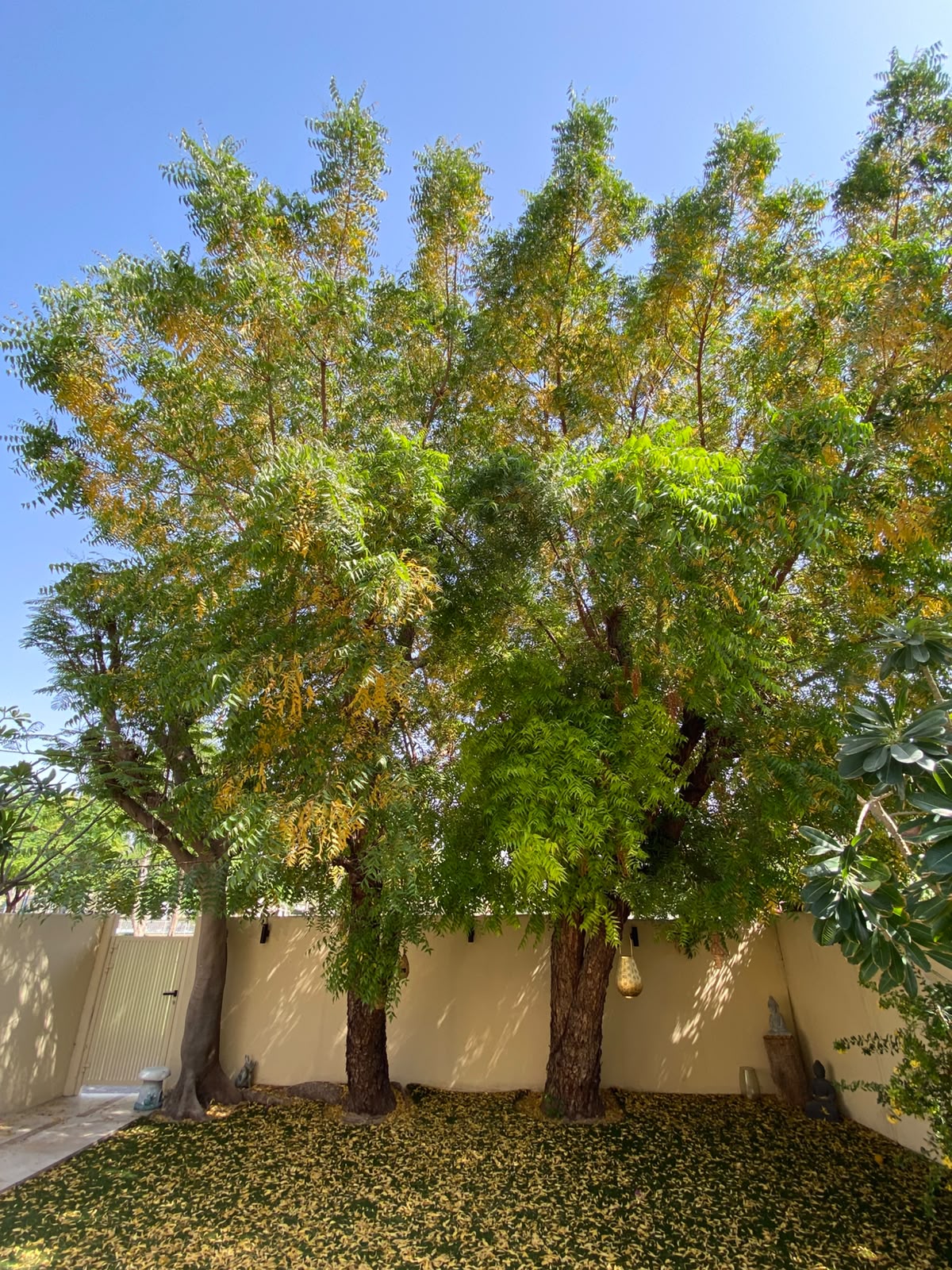 Neem removal, Dubai Villa — before