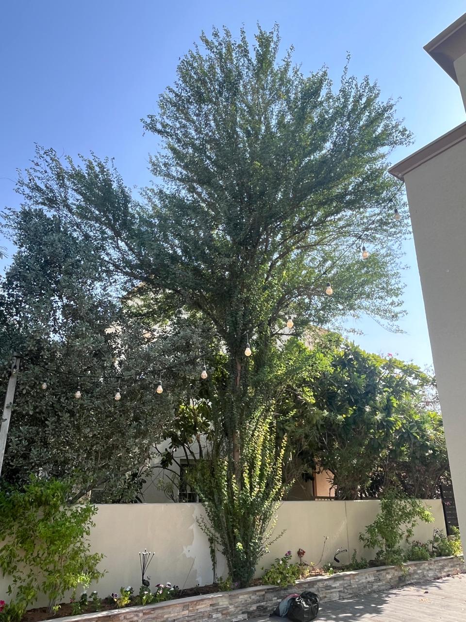 Crown clean, Dubai villa — before