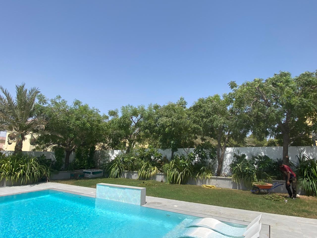 Neem crown reduction, poolside garden — after