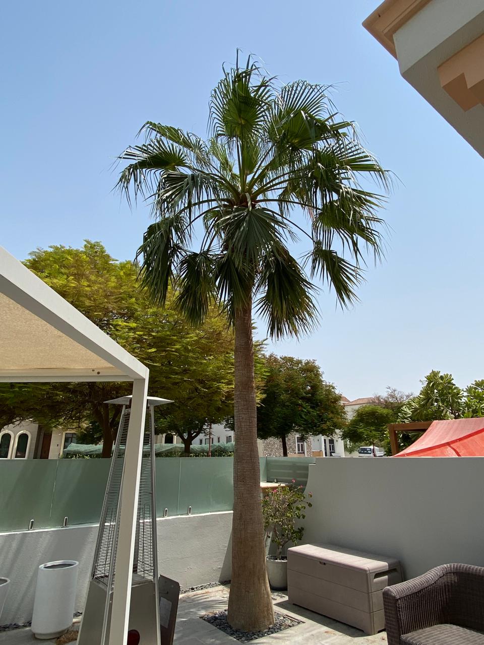 Palm crown clean — after