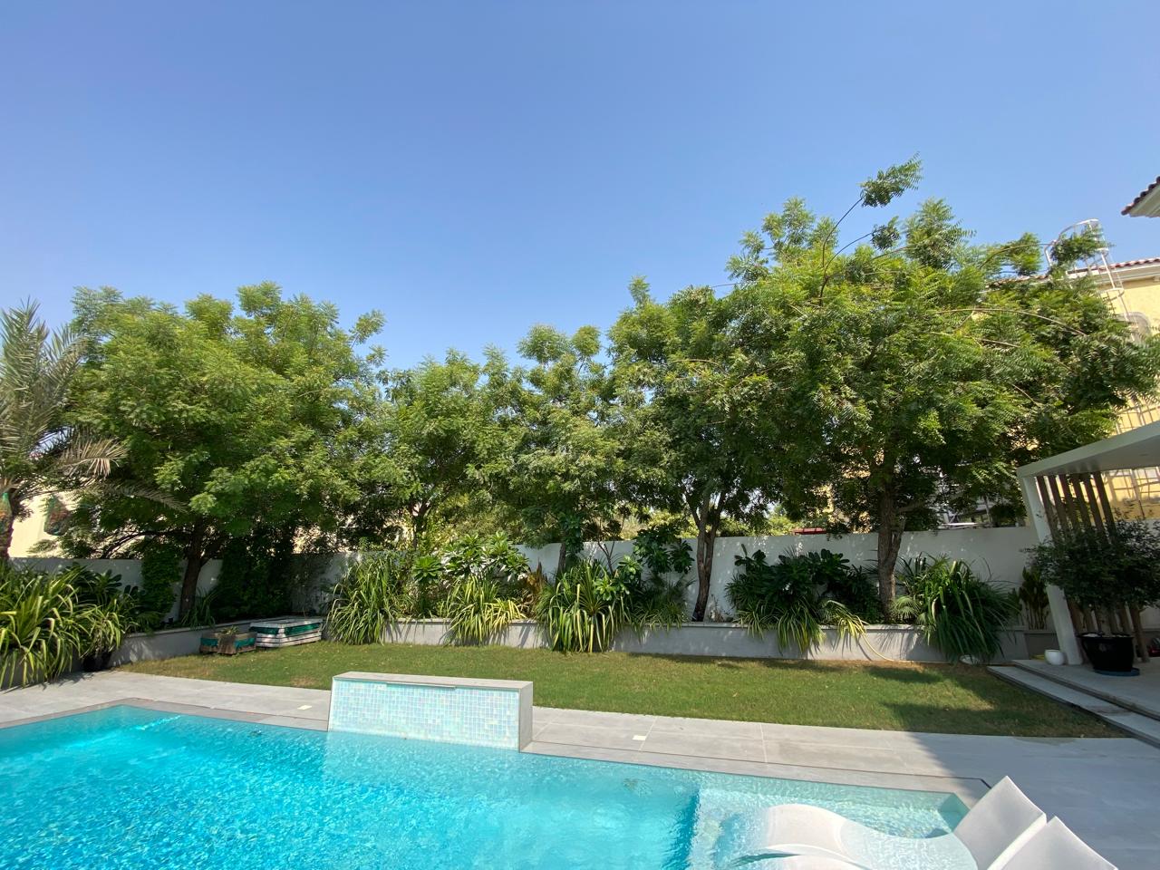 Neem crown reduction, poolside garden — before